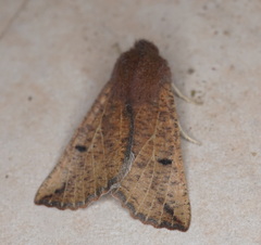Dasycorsa modesta