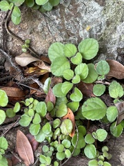 Plectranthus verticillatus