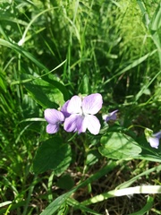 Viola canina