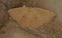 Cyclophora puppillaria