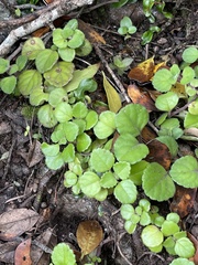 Plectranthus verticillatus
