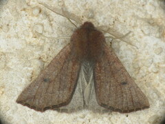 Dasycorsa modesta