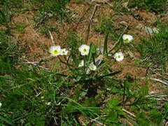 Ranunculus kuepferi