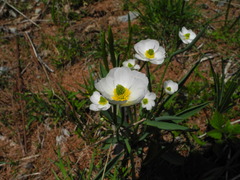 Ranunculus kuepferi
