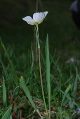 Ranunculus kuepferi