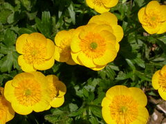Ranunculus montanus