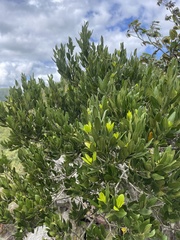 Olea capensis enervis