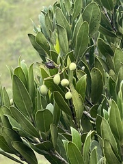 Olea capensis enervis