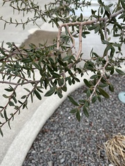 Cercocarpus ledifolius