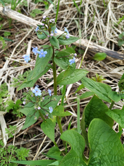 Brunnera sibirica