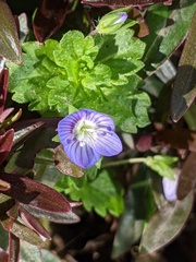 Veronica persica