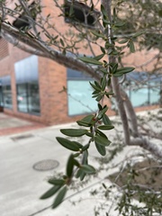 Cercocarpus ledifolius