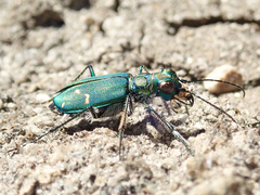 Cicindela depressula depressula