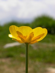 Ranunculus montanus