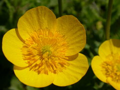 Ranunculus montanus