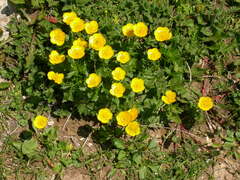 Ranunculus montanus