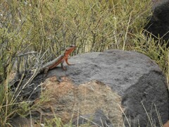 Karusasaurus polyzonus