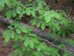 Castanea ozarkensis