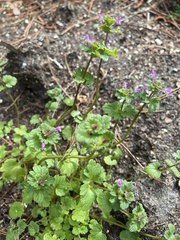 Lamium amplexicaule