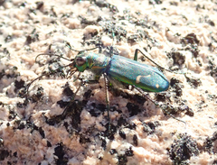 Cicindela depressula depressula