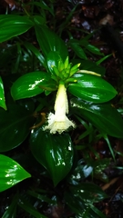 Chamaecostus congestiflorus