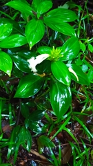 Chamaecostus congestiflorus