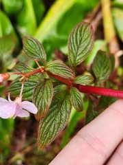 Heterocentron subtriplinervium