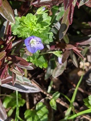 Veronica persica