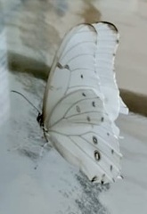 Morpho polyphemus polyphemus