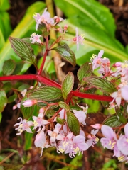 Heterocentron subtriplinervium