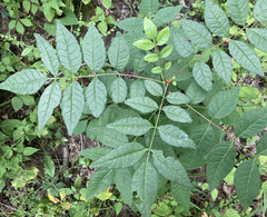 Zanthoxylum americanum