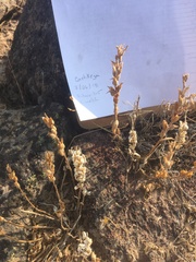 Castilleja pilosa