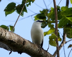 Leucopsar rothschildi