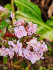 Heterocentron subtriplinervium