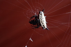 Gasteracantha cancriformis