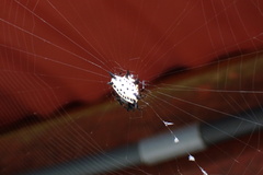 Gasteracantha cancriformis