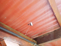 Gasteracantha cancriformis