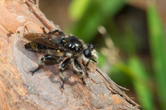 Laphria cinerea