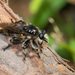 Laphria cinerea - Photo (c) greglasley, some rights reserved (CC BY-NC), uploaded by Greg Lasley