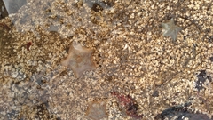 Asterina gibbosa