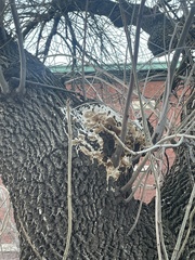 Fungi