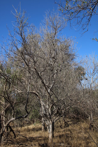 Image of Steganotaenia araliacea by (c) Tony Rebelo, some rights reserved (CC BY-SA)