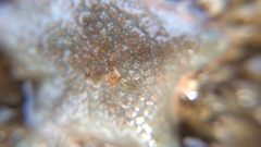 Asterina gibbosa