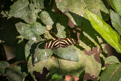 Heliconius charithonia vazquezae