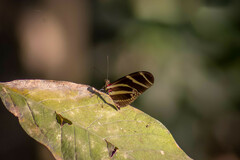 Heliconius charithonia vazquezae