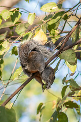Sciurus aureogaster