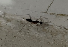 Camponotus etiolipes