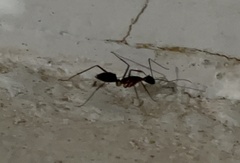 Camponotus etiolipes