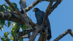 Buteogallus anthracinus