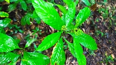 Palicourea racemosa
